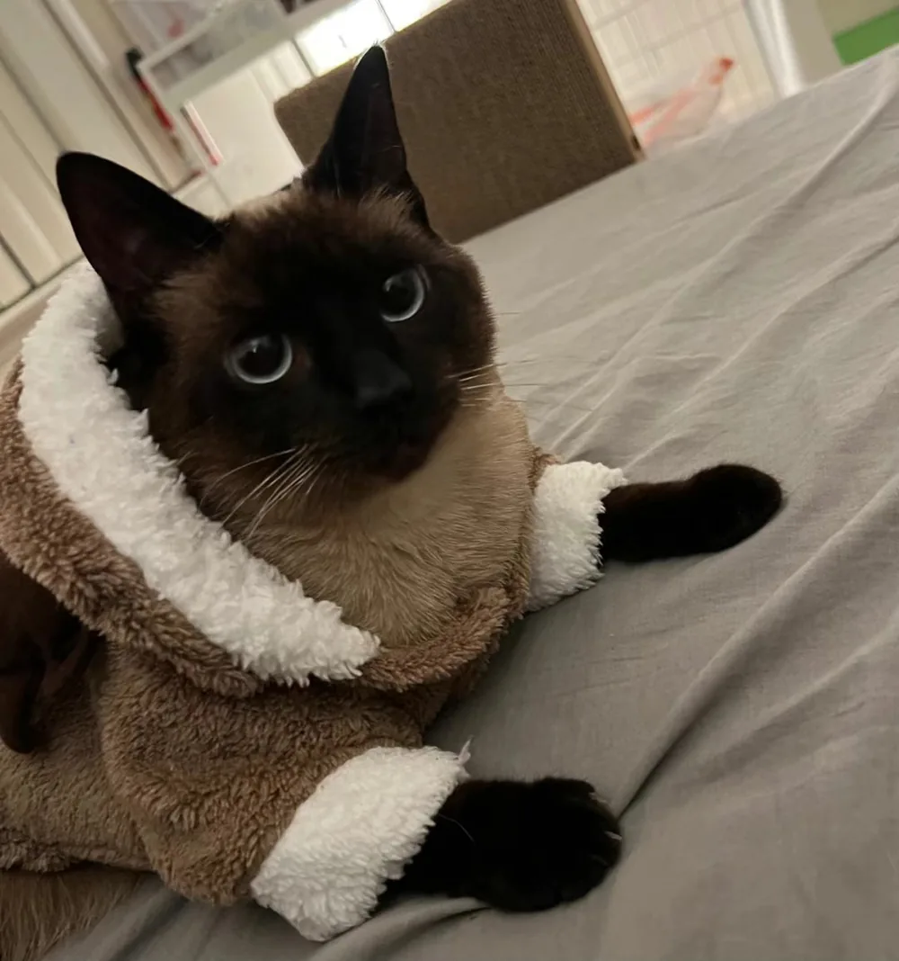 Stormy, a Siamese cat in a fleece hoodie, lying on a bed