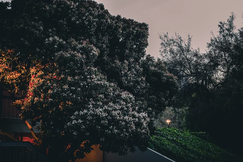 Photograph taken April 7, 2024 in Davis